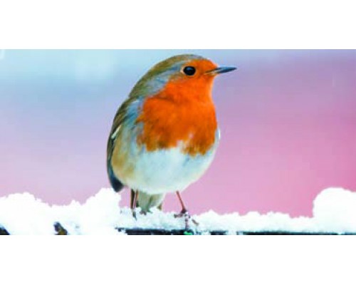 Desk Calendar DC13